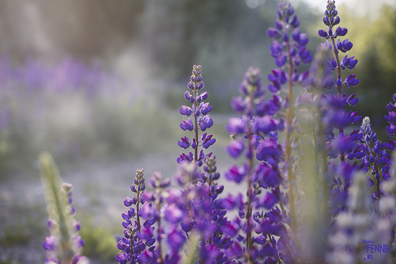 foto Lupines Zweden, midsommar viering Zweden, www.DOGvision.be