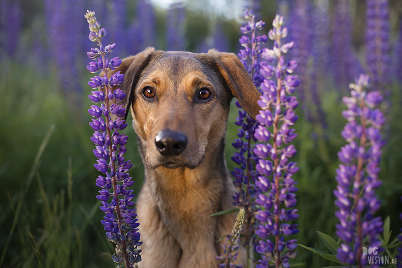 Outdoor dog photography, European dog photographer, dog photography with reflector, shooting in summer light, www.DOGvision.eu