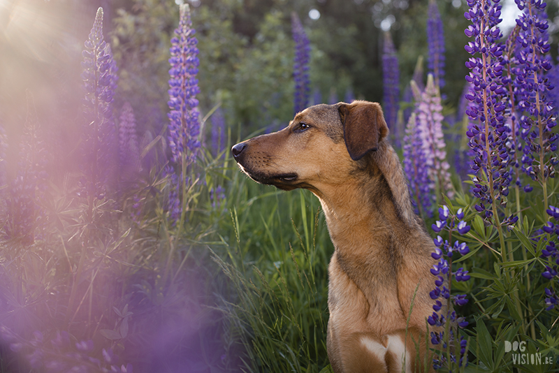 Outdoor dog photography, European dog photographer, dog photography with reflector, shooting in summer light, www.DOGvision.eu