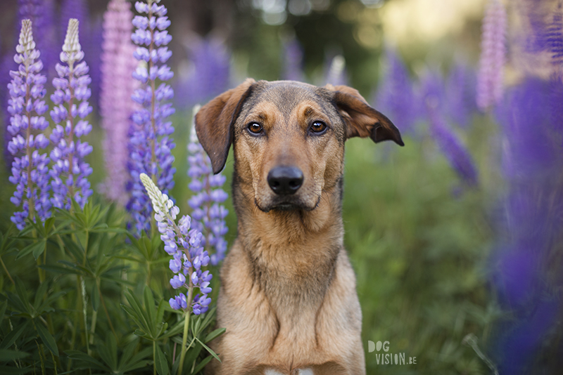 Outdoor dog photography, European dog photographer, dog photography with reflector, shooting in summer light, www.DOGvision.eu