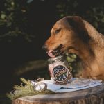 Hondenfotografie Fenne Kustermans, Zweden, Dalarna, www.DOGvision.be