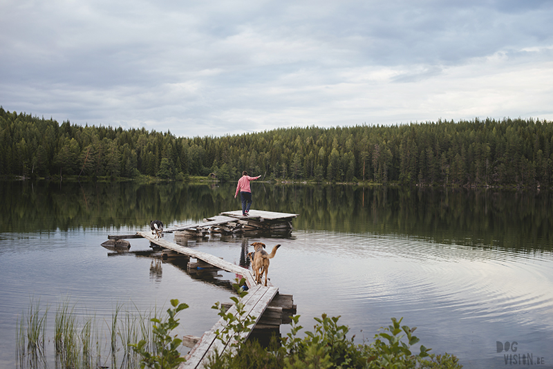 Hondenfotografie Fenne Kustermans, Zweden, Dalarna, www.DOGvision.be