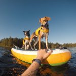 Hondenfotografie DOGvision. honden in Zweden, actiefotografie honden, GoPro fotografie, SUP met honden, www.DOGvision.be