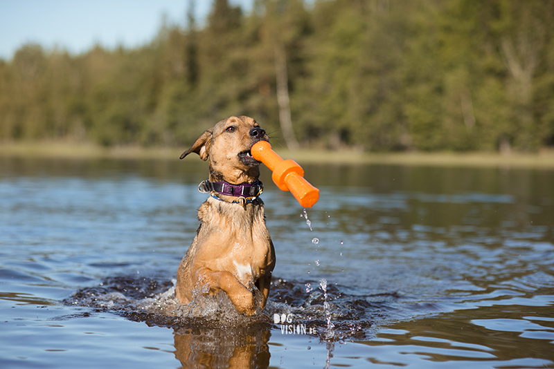 Hondenfotografie DOGvision. honden in Zweden, actiefotografie honden, GoPro fotografie, SUP met honden, www.DOGvision.be