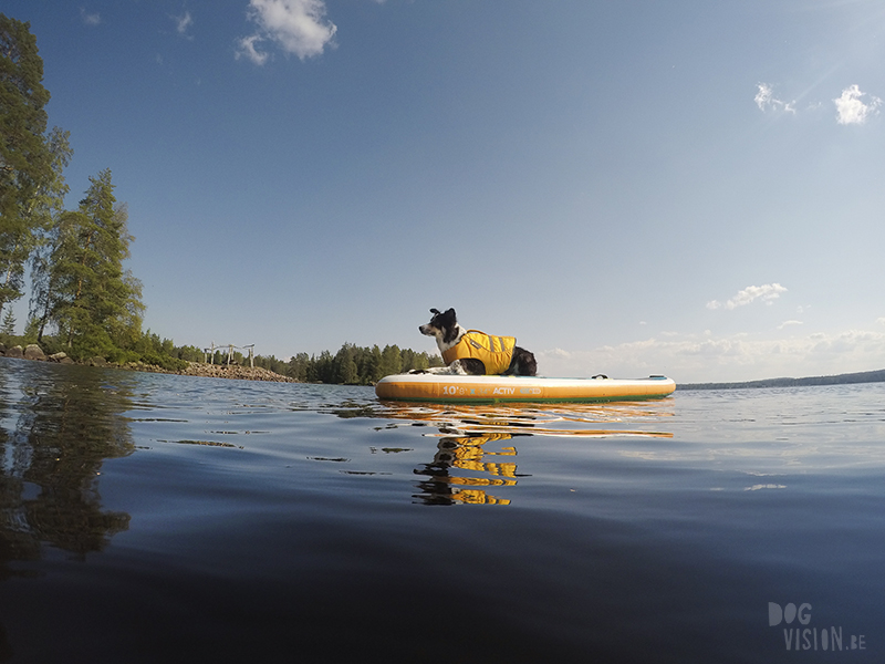 Hondenfotografie DOGvision. honden in Zweden, actiefotografie honden, GoPro fotografie, SUP met honden, www.DOGvision.be