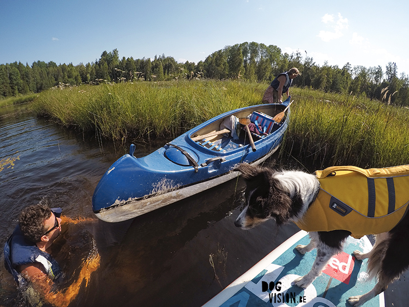 Hondenfotografie DOGvision. honden in Zweden, actiefotografie honden, GoPro fotografie, SUP met honden, www.DOGvision.be