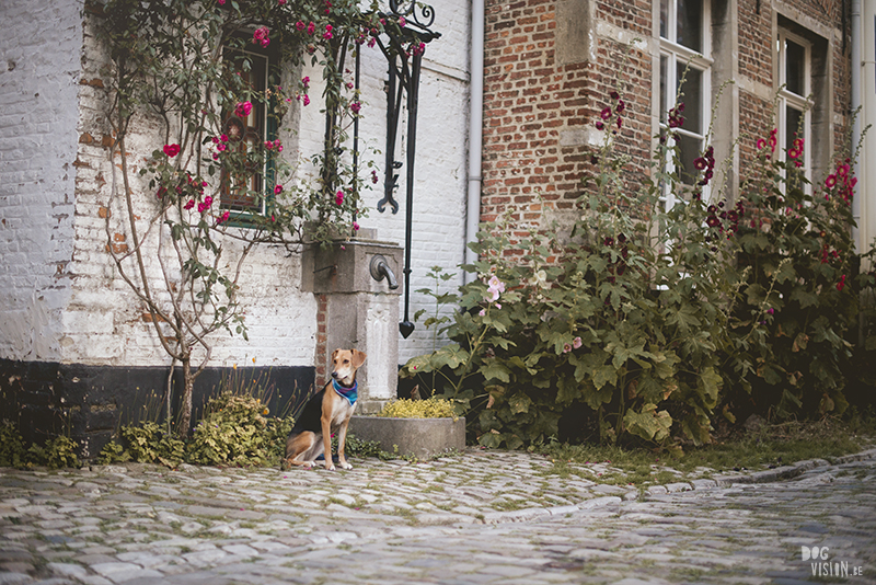 Hondenfotografie Antwerpen, hondenfotograaf Fenne Kustermans, Lier, www.DOGvision.be