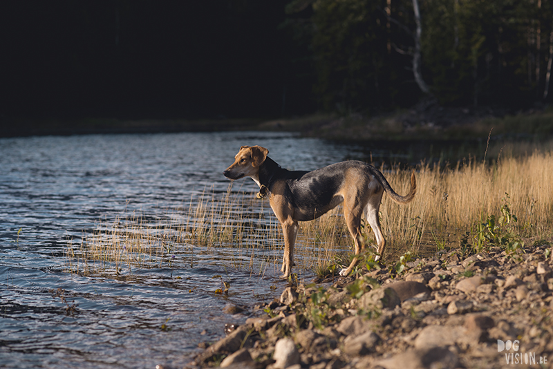 #TongueOutTuesday (34), hondenfotografie, hondenfotograaf Fenne Kustermans, hondenblog, wonen in Zweden met honden, www.DOGvision.be