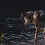#TongueOutTuesday (34), hondenfotografie, hondenfotograaf Fenne Kustermans, hondenblog, wonen in Zweden met honden, www.DOGvision.be