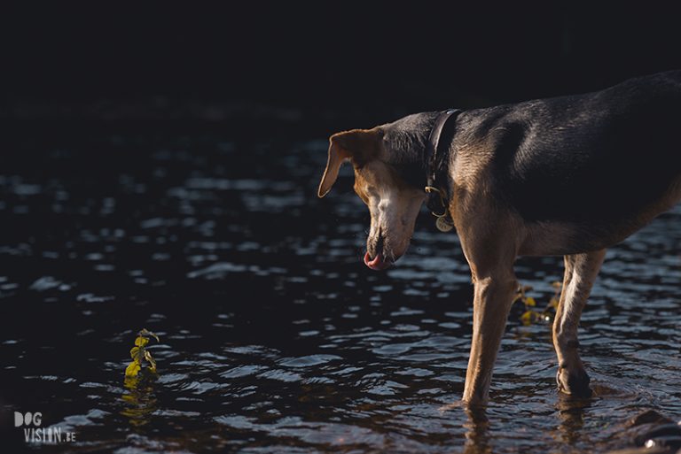 #TongueOutTuesday (34), hondenfotografie, hondenfotograaf Fenne Kustermans, hondenblog, wonen in Zweden met honden, www.DOGvision.be