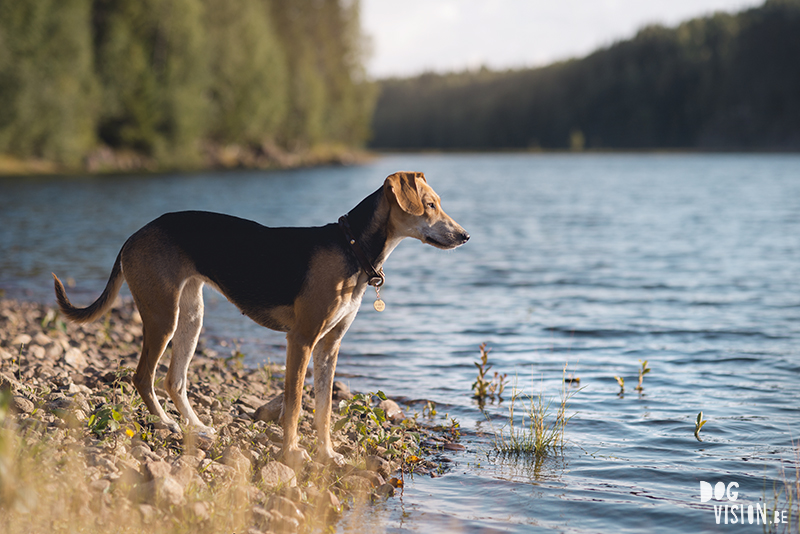 #TongueOutTuesday (34), hondenfotografie, hondenfotograaf Fenne Kustermans, hondenblog, wonen in Zweden met honden, www.DOGvision.be