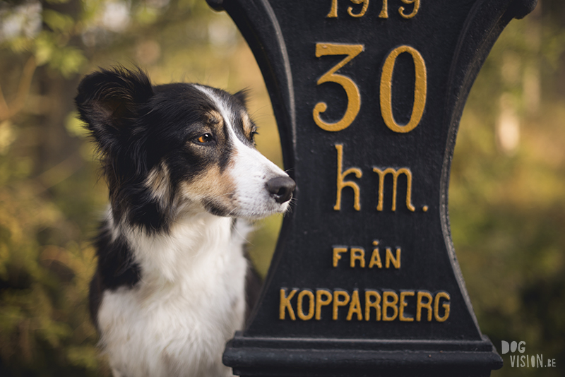 #TongueOutTuesday (34), hondenfotografie, hondenfotograaf Fenne Kustermans, hondenblog, wonen in Zweden met honden, www.DOGvision.be