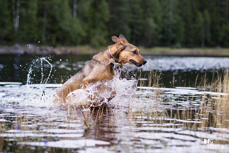 #TongueOutTuesday (34), hondenfotografie, hondenfotograaf Fenne Kustermans, hondenblog, wonen in Zweden met honden, www.DOGvision.be