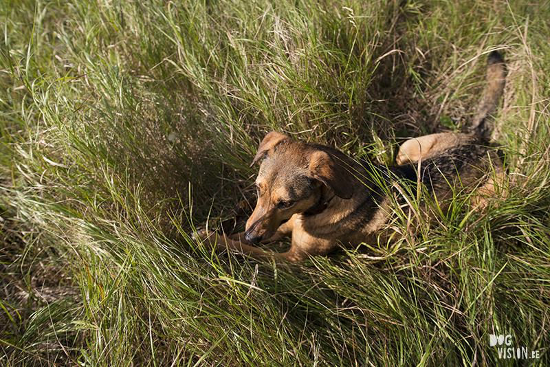 #TongueOutTuesday (34), hondenfotografie, hondenfotograaf Fenne Kustermans, hondenblog, wonen in Zweden met honden, www.DOGvision.be