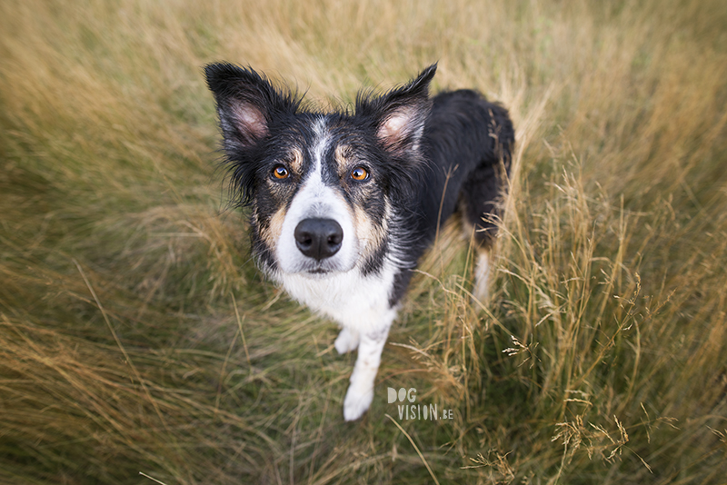 #TongueOutTuesday (34), hondenfotografie, hondenfotograaf Fenne Kustermans, hondenblog, wonen in Zweden met honden, www.DOGvision.be