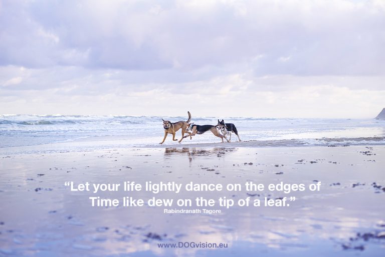 Fenne Kustermans, DOGvision, dog photographer, colorful dog photography, Monday motivation quote.