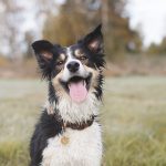 #TongueOutTuesday (41), www.DOGvision.eu