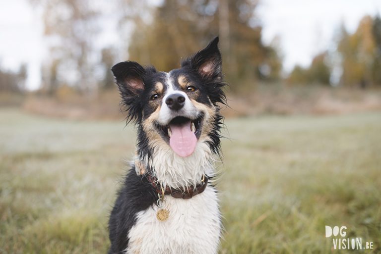 #TongueOutTuesday (41), www.DOGvision.eu