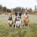 #TongueOutTuesday (42), www.DOGvision.eu