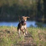 #TongueOutTuesday (35), www.DOGvision.eu