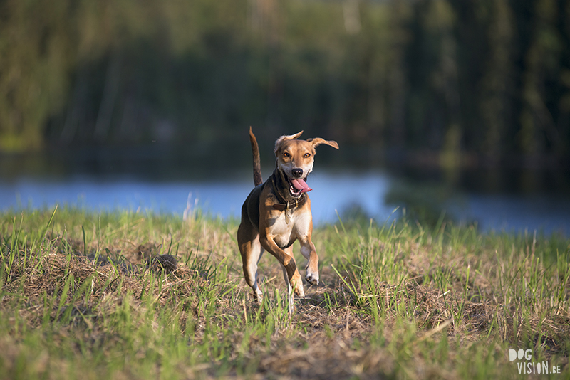 #TongueOutTuesday (35), www.DOGvision.eu