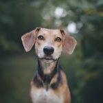 #TongueOutTuesday (38), www.DOGvision.eu