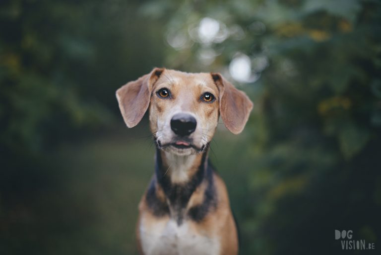 #TongueOutTuesday (38), www.DOGvision.eu