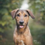 #TongueOutTuesday (37), www.DOGvision.eu