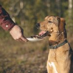 #TongueOutTuesday (39), www.DOGvision.eu