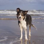 #TongueOutTuesday (40), www.DOGvision.eu