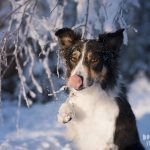 #TongueOutTuesday (50), hondenfotografie Zweden, sneeuw honden, Border Collie fotografie, www.DOGvision.be