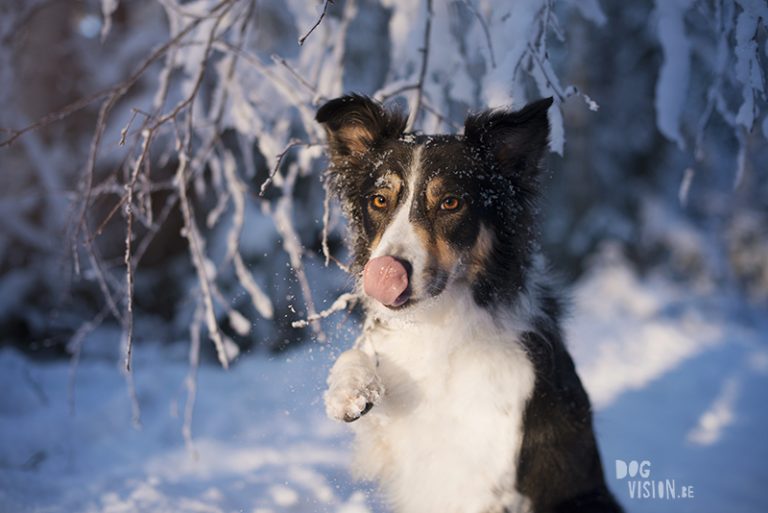 #TongueOutTuesday (50), hondenfotografie Zweden, sneeuw honden, Border Collie fotografie, www.DOGvision.be