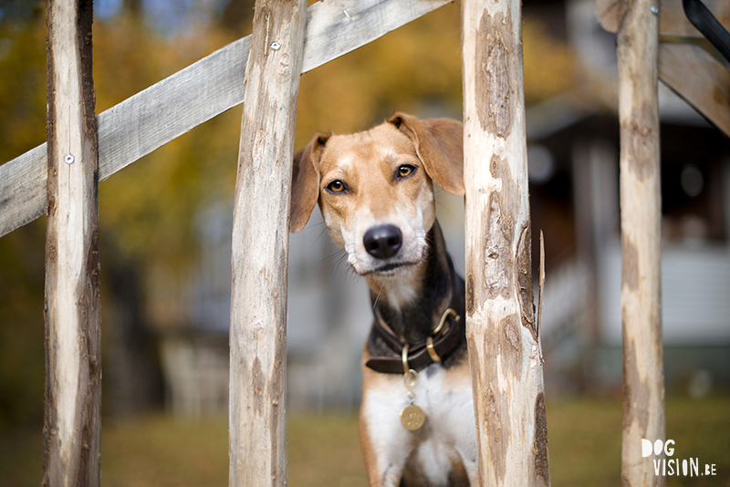 #TongueOutTuesday (48), hondenfotografie www.DOGvision.be dog photogrphy www.DOGvision.eu