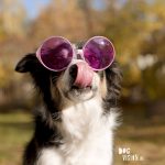#TongueOutTuesday (47), hondenfotografie www.DOGvision.be dog photography www.DOGvision.eu
