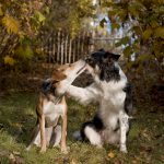 #TongueOutTuesday (48), hondenfotografie www.DOGvision.be dog photogrphy www.DOGvision.eu