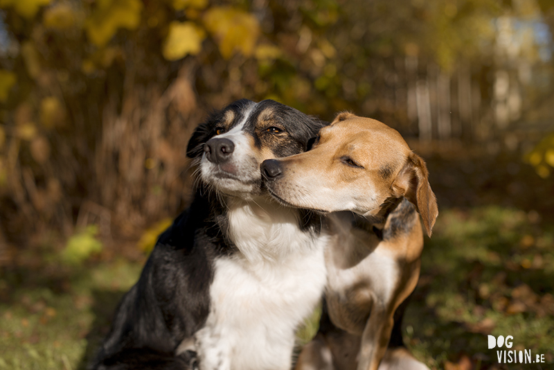 #TongueOutTuesday (47), hondenfotografie www.DOGvision.be dog photography www.DOGvision.eu