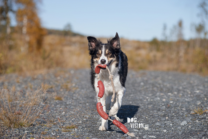 #TongueOutTuesday (46), hondenfotografie www.DOGvision.be dog photography www.DOGvision.eu