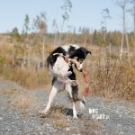 #TongueOutTuesday (46), hondenfotografie www.DOGvision.be dog photography www.DOGvision.eu
