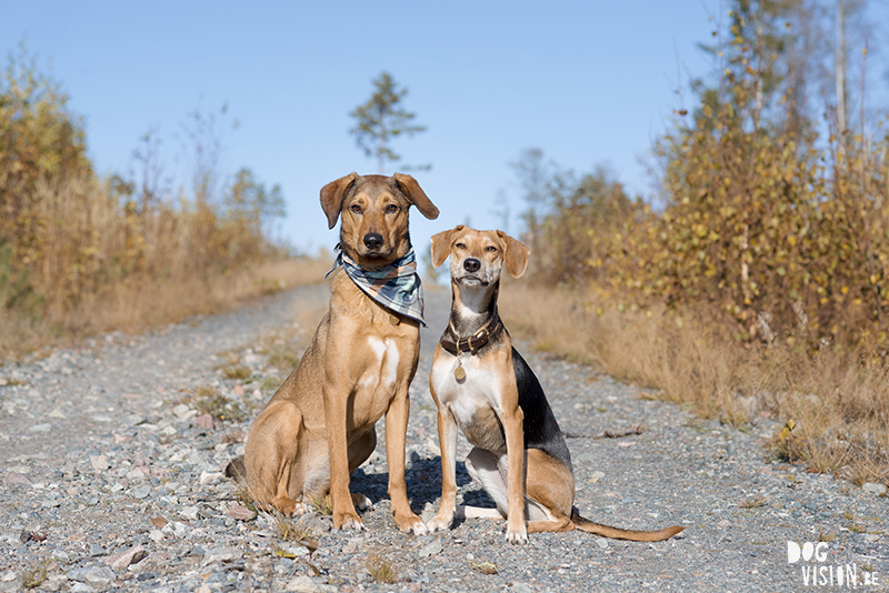 #TongueOutTuesday (46), hondenfotografie www.DOGvision.be dog photography www.DOGvision.eu