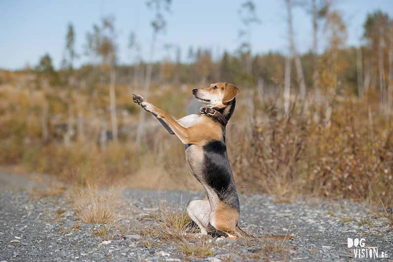 #TongueOutTuesday (46), hondenfotografie www.DOGvision.be dog photography www.DOGvision.eu