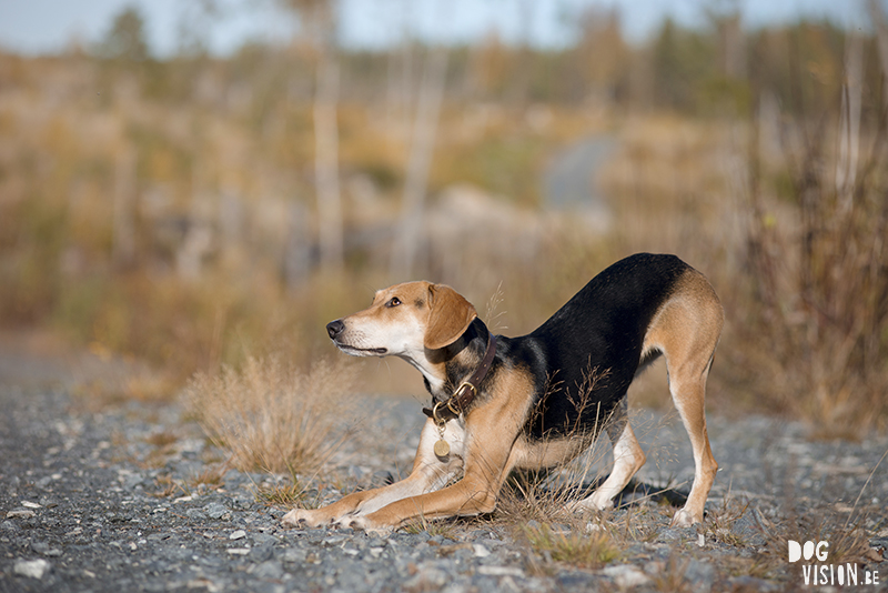 #TongueOutTuesday (46), hondenfotografie www.DOGvision.be dog photography www.DOGvision.eu