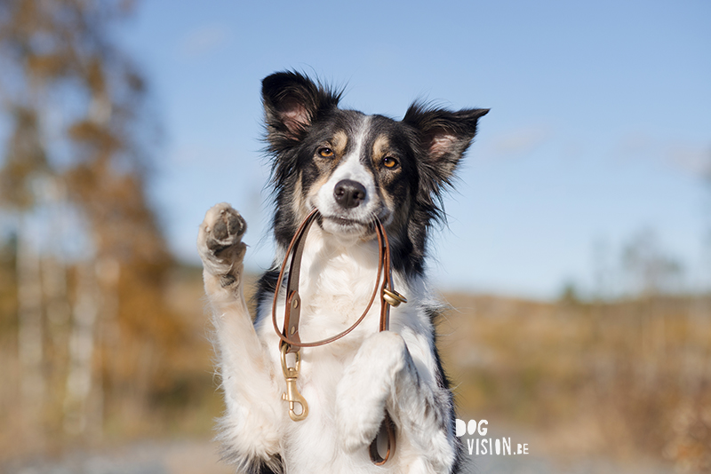 #TongueOutTuesday (46), hondenfotografie www.DOGvision.be dog photography www.DOGvision.eu