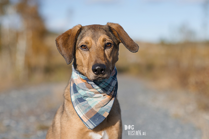 #TongueOutTuesday (47), hondenfotografie www.DOGvision.be dog photography www.DOGvision.eu