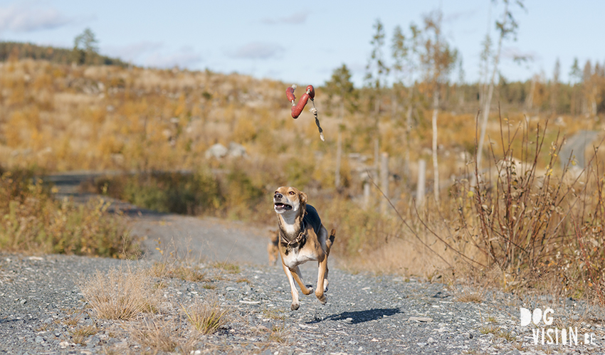 #TongueOutTuesday (46), hondenfotografie www.DOGvision.be dog photography www.DOGvision.eu