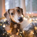 #TongueOutTuesday (52), dog photography projects, www.DOGvision.eu, European dog photographer Sweden