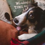 #TongueOutTuesday (51), dog photography projects, www.DOGvision.eu, European dog photographer Sweden, hondenfotografie, Christmas dogs.