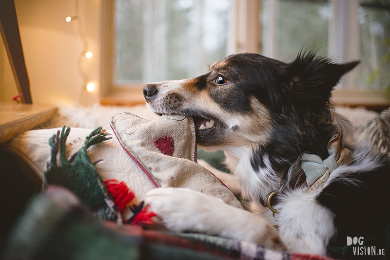 #TongueOutTuesday (51), dog photography projects, www.DOGvision.eu, European dog photographer Sweden, hondenfotografie, Christmas dogs.