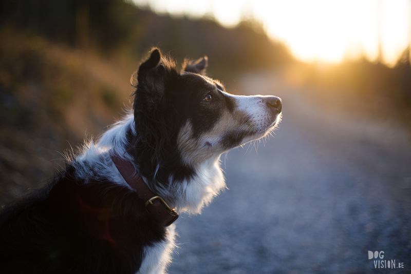 Honden in zweden, wandelen met honden in zweden, verhuizen naar Zweden met honden, hondenblog en hondenfotografie, www.DOGvision.be