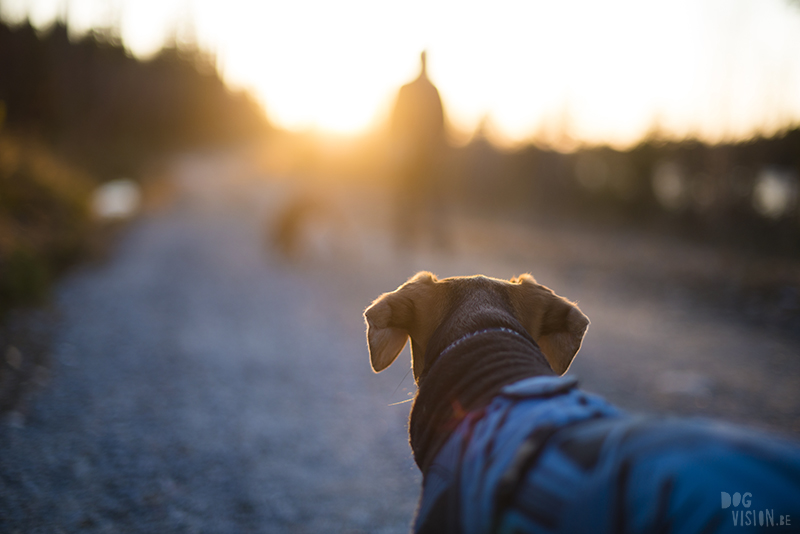 Honden in zweden, wandelen met honden in zweden, verhuizen naar Zweden met honden, hondenblog en hondenfotografie, www.DOGvision.be