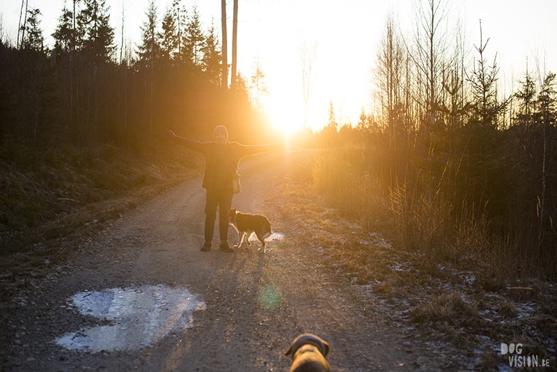 Honden in zweden, wandelen met honden in zweden, verhuizen naar Zweden met honden, hondenblog en hondenfotografie, www.DOGvision.be